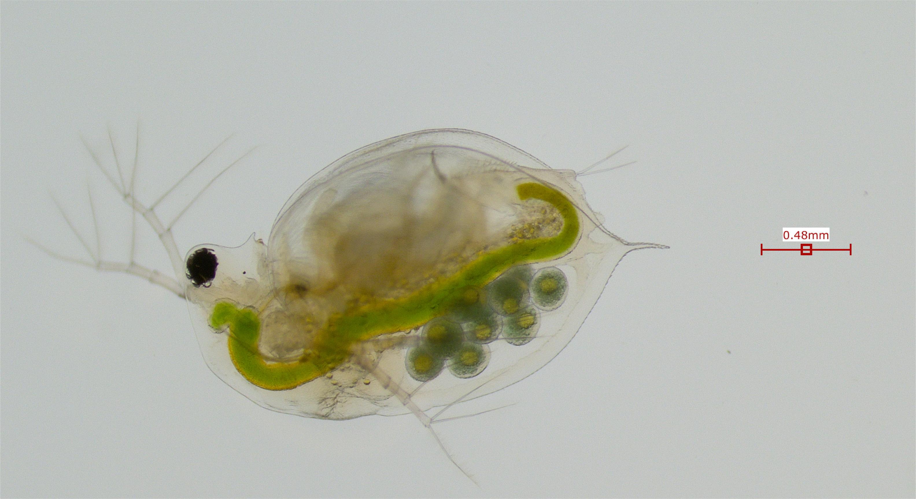 Daphnia arenata